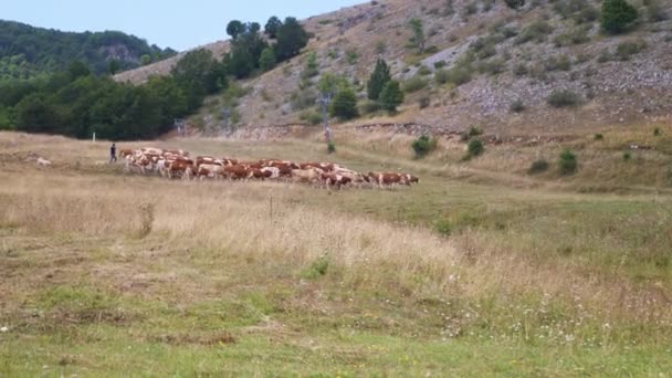 Стадо корів йде на відстань. пастух переслідує стадо корів — стокове відео