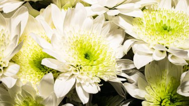 Arkaplanda bir buket papatya, büyük beyaz papatyalar..