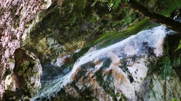 Fiume di montagna che scorre nella foresta pluviale. Infinito video meditativo, flusso in foresta tropicale giungla esotica. Il torrente scorre in boschi profondi tra le pietre. Cascate di cascate, verde e alberi. loop senza soluzione di continuità — Video Stock