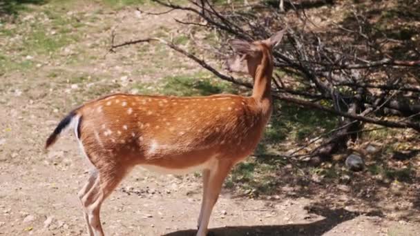 Vrouwelijk damhert, of Europees damhert — Stockvideo