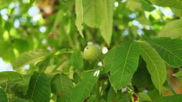 Gröna valnötter på ett träd i trädgården, närbild — Stockvideo