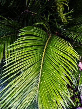 Avuç içi yaprakları, arka plan. Doğa ve arkaplan kavramı - palmiye yapraklarının yakın çekimi.