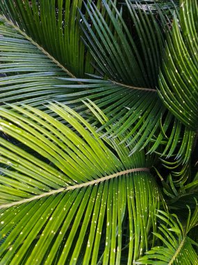 Palmiye yaprakları, yüksek ışıklı gölgeler ve sığ alan derinliği ile yakın plan, doğal güneş ışığı altında yumuşak odak, açık havada güneşli bir günde tropik tatil köyü bahçesinde renkli bokeh arka plan..