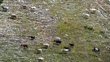 Dağlardaki yeşil otlaklarda otlayan koyun sürüsüyle manzara manzarası. Genç beyaz ve kahverengi koyunlar çiftlikte otluyor.,