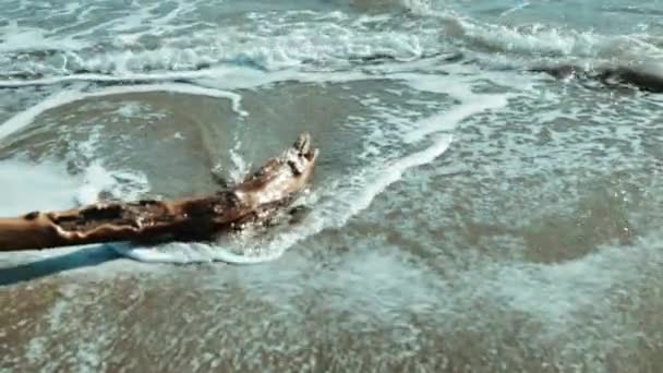 Jedna větev leží na pobřeží, voda omývá strom na písčité pláži — Stock video