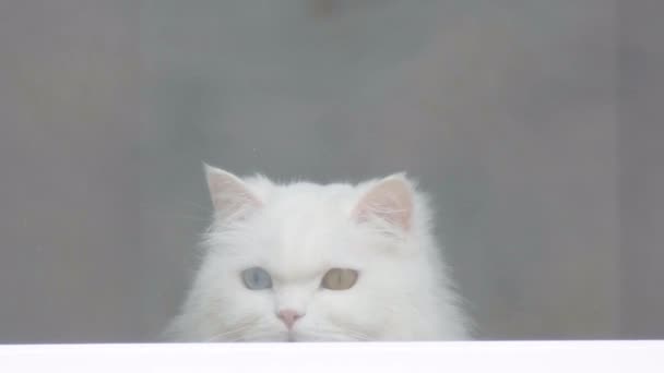 Beyaz kedi pencereden dışarı bakıyor. Kedinin dibinden bak. Kedi pencere eşiğinde oturur ve pencereden dışarı bakar. — Stok video