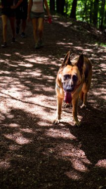 Ormanda yürüyen yürüyüşçülerin dikiz aynasından yakından bakın. Güneşli ormanda aktif yürüyüş, açık hava tatilinin tadını çıkarmak. Doğada seyahat eden insanlar kavramı