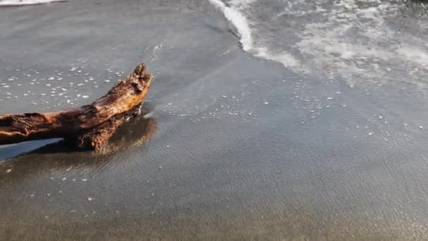 Вода миє дерево на піщаному пляжі — стокове відео