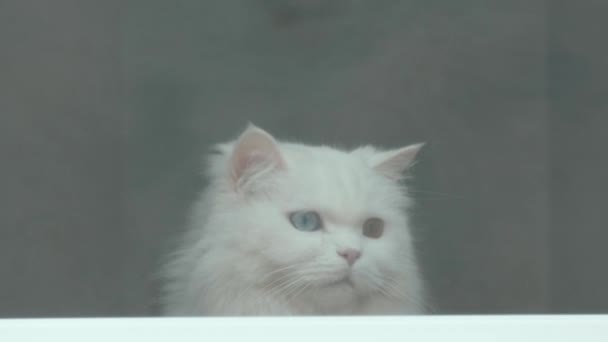 O gato branco olha pela janela. Vista do fundo do gato. O gato se senta no peitoril da janela e olha pela janela — Vídeo de Stock