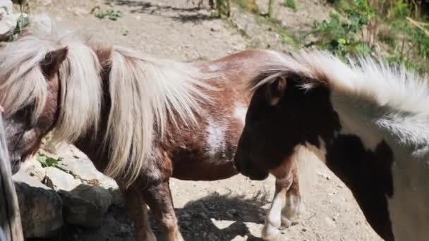 There are dirty, bad looking horses suffers from insects. Pony abuse concept. — Stock Video