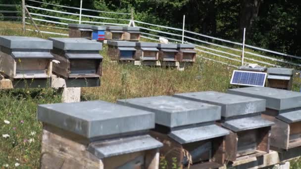 Casas coloridas para abejas domésticas. Un gran número de abejas vuelan a sus uuli llevando miel. Movimiento lento — Vídeo de stock