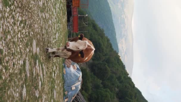 Вертикальное видео. Коровы приходят с пастбища в коровник в горах Италии — стоковое видео