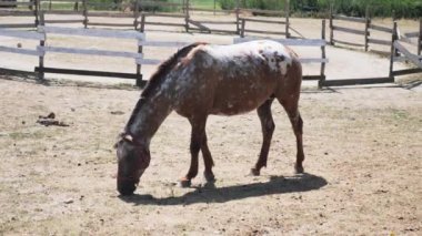 spotted horse grazing dry grass