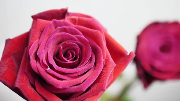Nahaufnahme einer frischen Rose auf blau-weiß, auf die Wassertropfen fallen. Wasser spritzt auf rosa Rosen. Sommertauthema. Selektiver Fokus. Kopierraum — Stockvideo
