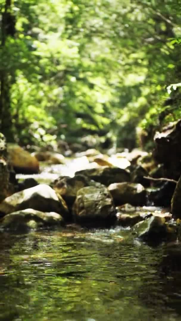 Fiume di montagna che scorre nella foresta pluviale. Infinito video meditativo, flusso in foresta tropicale giungla esotica. Il torrente scorre in boschi profondi tra le pietre. Cascate di cascate, verde e alberi. loop senza soluzione di continuità — Video Stock