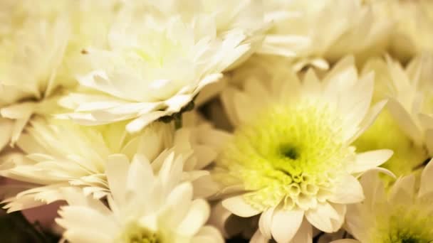 Jesień biały chryzantemy kwiaty, zbliżenie Chryzantemy kwiat — Wideo stockowe