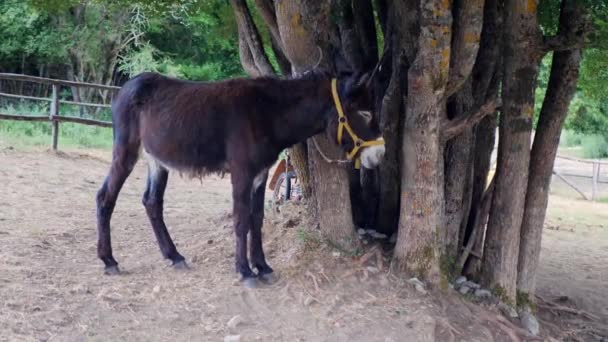 Ciemny osioł na smyczy, bardzo wyczerpany, odpoczywający i odstraszający irytujące muchy, często używane do transportu ciężkich ładunków i ludzi — Wideo stockowe