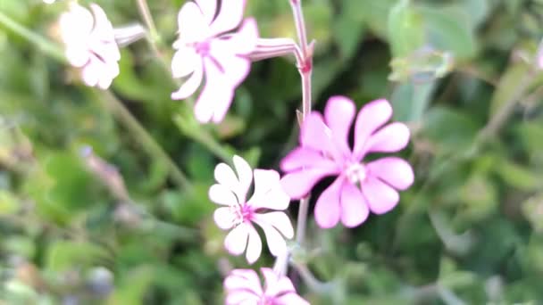 Весняні лісові квіти. дефокус, крупним планом — стокове відео