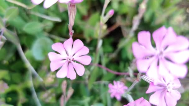Прекрасний весняний фон з фіолетовими квітами в саду . — стокове відео