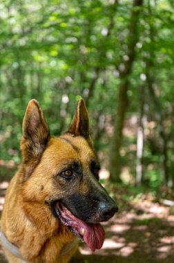 Uzun saçlı Alman kurdu ringde koşuyor.