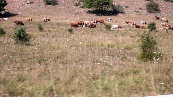 해 가 지는 동안긴 풀 밭에 커다란 가축 떼를 두고, 뒤에 다른 높은 산들의 층들 과 마주 칩니다. 여름 — 스톡 사진