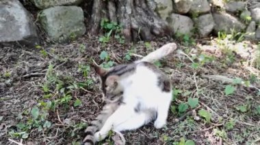 Pis, şişman, komik sokak kedisi icabına bakar. Kürkünü yalayan evsiz bir kedi sokaklarda üzgün görünür.