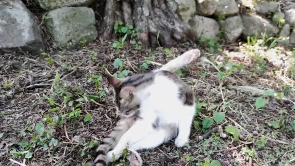 Dirty, fat, funny street cat takes care of. A homeless cat licking its fur looks sad on the streets — Stock Video