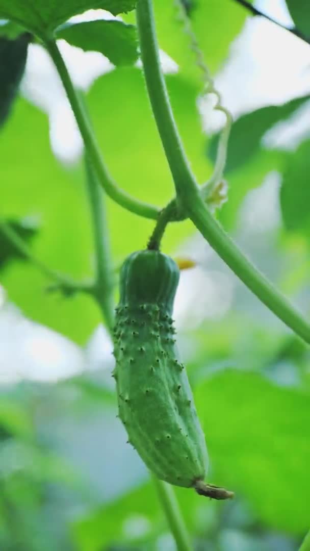 Pepinos crescem no jardim, vídeo vertical — Vídeo de Stock
