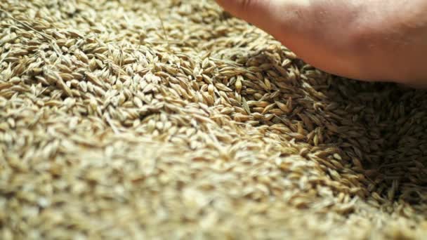 Замедленные съёмки человека, показывающего и проверяющего качество пшеницы, он берёт горсть пшеницы и выливает её в мешок. — стоковое видео