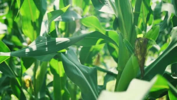 Orelha de milho no caule de milho em Cornfield — Vídeo de Stock