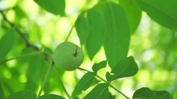 The common walnut in growth. A walnut is the nut of any tree of the genus Juglans, particularly the Persian or English walnut, Juglans regia. — Stock Video