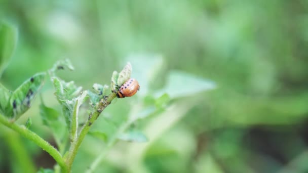 As larvas de besouro da batata do Colorado comem folhas de batata jovem — Vídeo de Stock