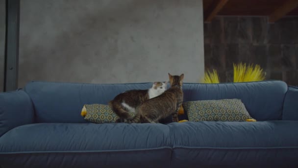 Twee heerlijke huiselijke katten ontspannen op de bank thuis — Stockvideo