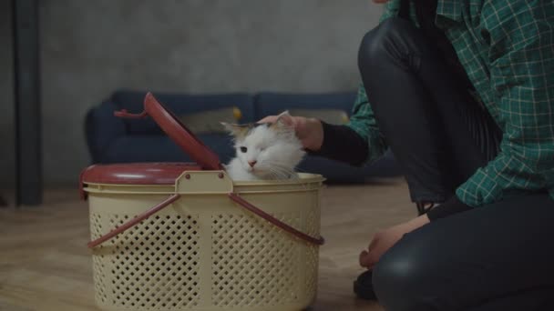 Hand petting adorable adopted one eyed cat indoors — Stock Video