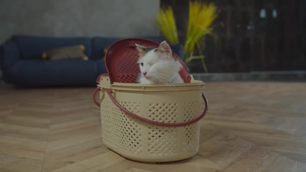 Lindo un ojo esponjoso gato maullando para atención — Vídeos de Stock