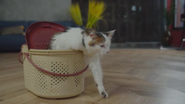 Curioso gato de un ojo explorar nueva casa después de la adopción — Vídeos de Stock