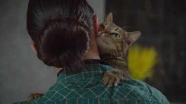 Şirin bir kısa kedi sahibinin yüzüne sürtünüyor.