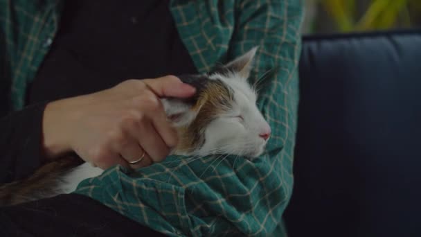 Calme ronronnant chat domestique reposant sur les bras des propriétaires — Video