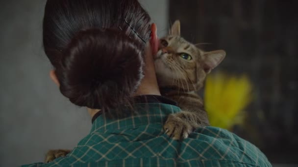 Mignon shorthair chat frotter contre propriétaires visage — Video