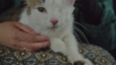 Rahat bir kedi mırıldanır ve yastıkta yoğurur.