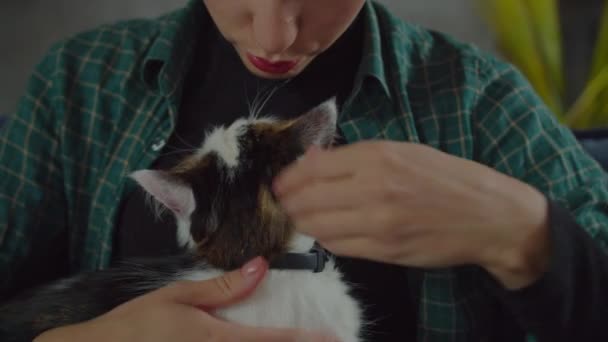 Předení nadýchaný kočka s fena majitelka bonding doma — Stock video