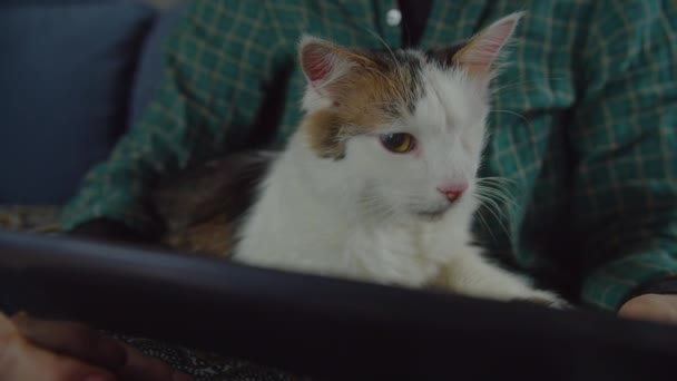 Jaringan pemilik pada pc tablet dengan hewan peliharaan di rumah — Stok Video
