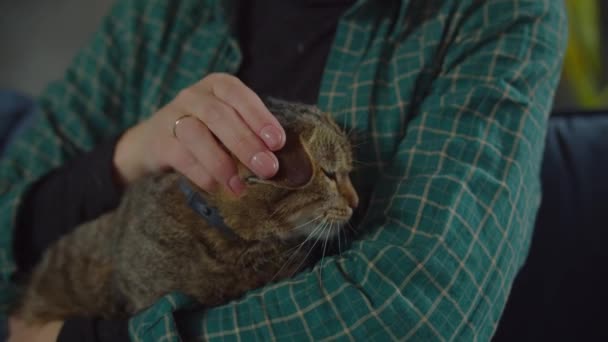 Adorable chat féminin tabby détendu ronronnant sur les bras du propriétaire — Video