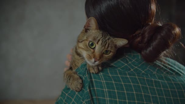Aimer propriétaire animal caressant mignon chat femelle tabby — Video