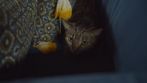 Rädd söt tabby kvinnlig katt gömmer sig på soffan — Stockvideo