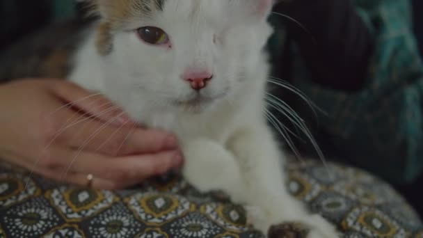 Détendu un chat aux yeux ronronnant et pétrissant sur l'oreiller — Video
