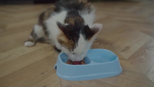 Krásný jednooký domácí kocour jíst mokré kočičí jídlo — Stock video