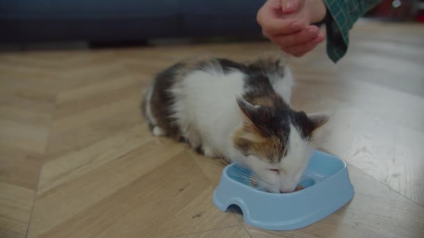 Proprietário carinhoso acariciando um gato de olhos comendo comida de gato — Vídeo de Stock