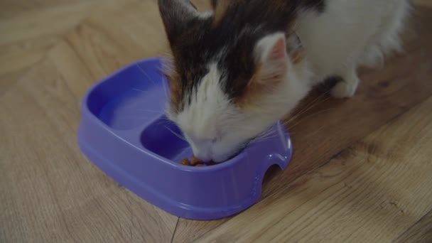 Gatto maschio domestico con occhio ferito godendo pasto — Video Stock