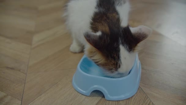 Głodny jednooki kot jedzący jedzenie i liżący miskę — Wideo stockowe